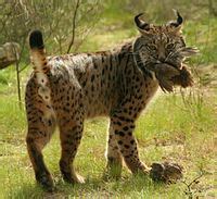 Iberian lynx - Wikipedia