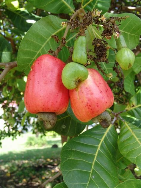 La pomme de cajou | Caribfruits - Pomme et noix de cajou / Fruits Tropicaux Plus Fruit Plants ...