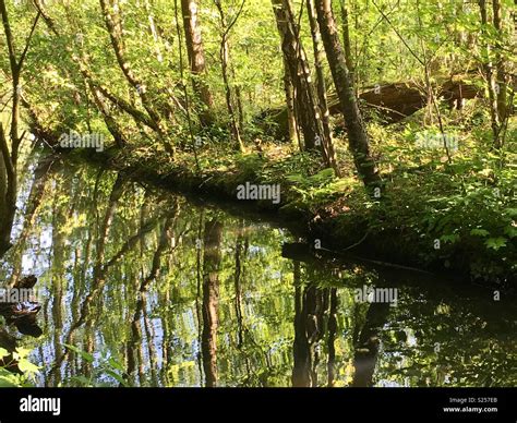 Tree reflection in lake Stock Photo - Alamy