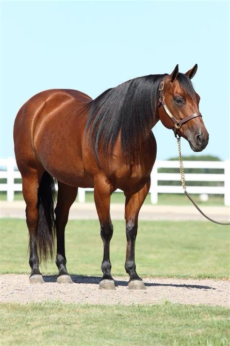 Bay quarter horse | for the love of horses | Pinterest