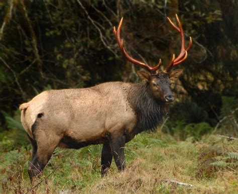 Olympic Elk. | Roosevelt elk, Elk hunting, Elk pictures