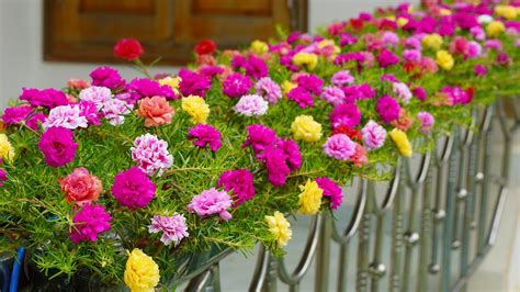 How To Grow Portulaca (Mossrose) On A Beautiful Railing, Creative ...