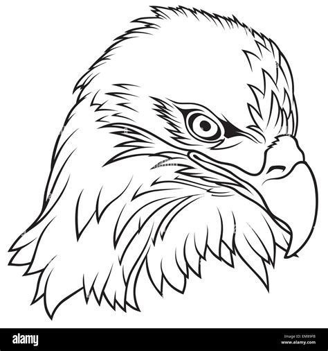 Bald Eagle Head Stock Vector Image & Art - Alamy