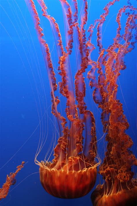 Free Images : water, underwater, orange, jellyfish, blue, coral, invertebrate, striped, reef ...