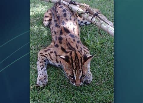 LOOK: Rare Visayan leopard cat caught in Bingawan, Iloilo