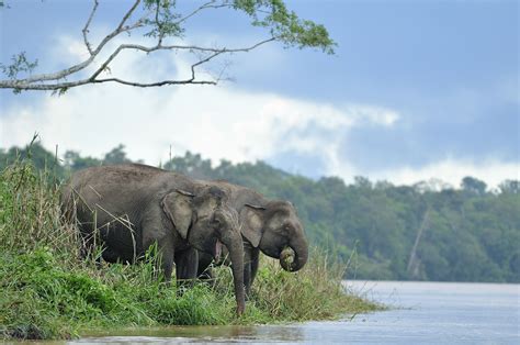 Pin on Wildlife conservation volunteering in Borneo