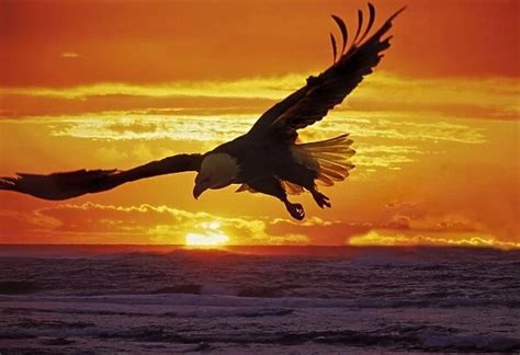 Bald eagle soaring over water at sunset available as Framed Prints ...