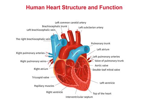 Structure And Function Of The Heart | edu.svet.gob.gt