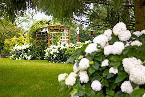 The Best White Hydrangea Varieties | Better Homes & Gardens