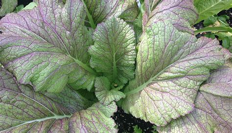 Growing, Harvesting & Enjoying Mustard Greens - Hobby Farms