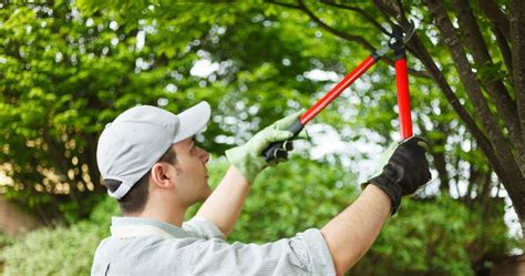 Tree Climbing Spikes and When to Use It for Pruning in Georgia