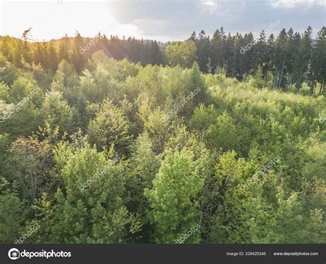 Aerial View Forest Canopy Sunset Light Conifer Trees Stock Photo by ©oiramn 328425348