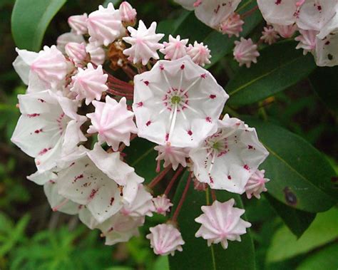 Mountain Laurel Care: How To Grow Beautiful Shade Loving Kalmia latifolia - Gardening @ From ...