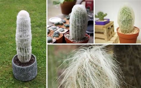 Growing Old Man Cactus (Cephalocereus senilis) - Garden Lovers Club