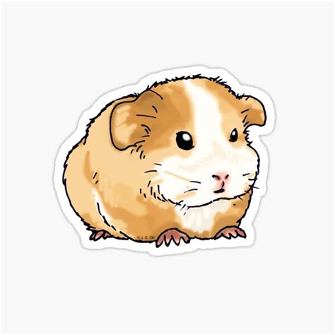 "cute guinea pig pet cartoon" Sticker for Sale by CuteCartoon | Redbubble