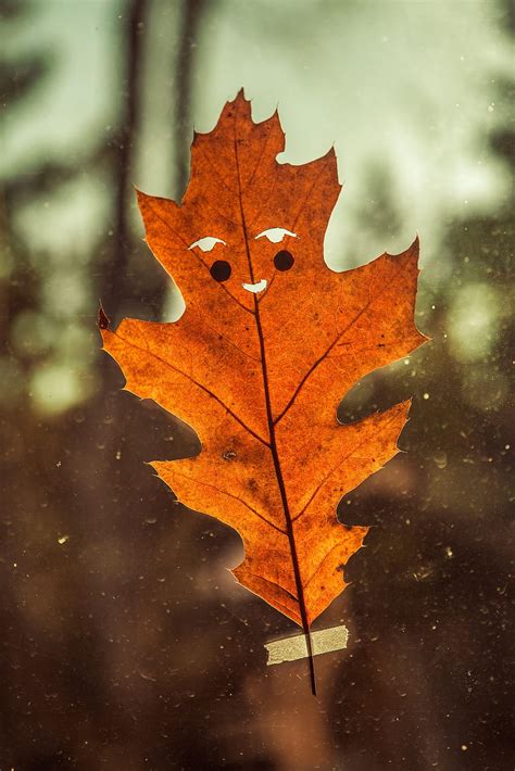 Funny, Autumn, , , Sheet, Leaf, Smile HD phone wallpaper | Pxfuel