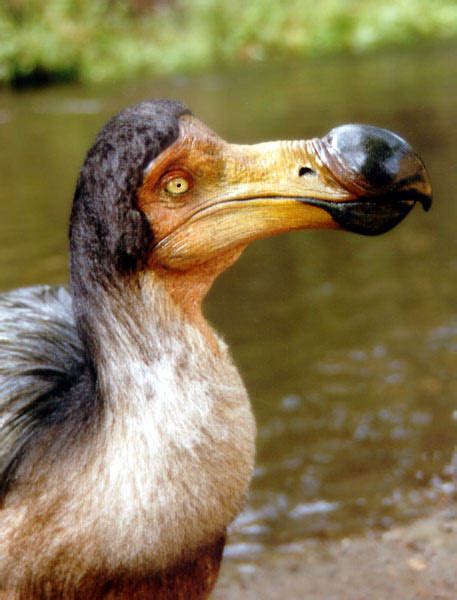 Dodo | Info-History and Photos | The Wildlife