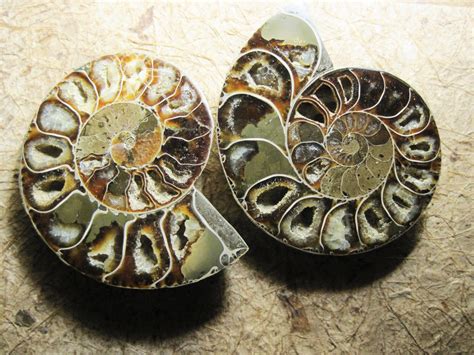 Ammonite Fossil Free Stock Photo - Public Domain Pictures