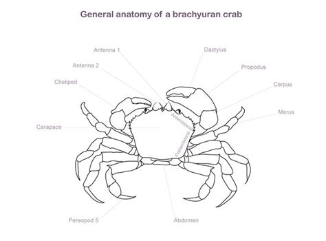 235 best Moneymakers images on Pinterest | Crabs, Anatomy and Anatomy reference