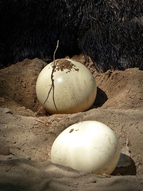 Ostrich Eggs: Size, Weight, and Remarkable Properties - Ostrichology