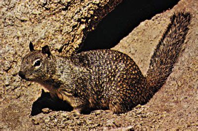 Ground squirrel | Behavior, Diet & Habitat | Britannica