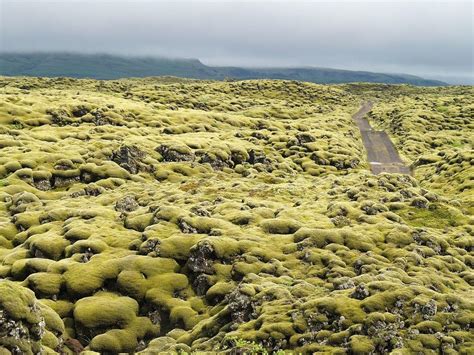 The Mossy Lava Fields of Iceland | Amusing Planet