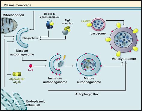 Autophagy and Aging: Cell