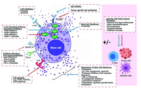 Therapeutic strategies to target mast cells for cancer immunotherapy.... | Download Scientific ...