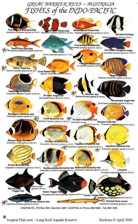 members.ozemail.c... - Jenny Rei | Tropical fish, Fish chart