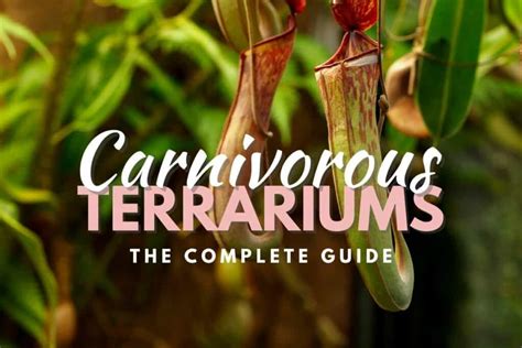 Building a Thriving Carnivorous Kingdom in a Terrarium - Ames Farm Center