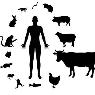 Animal Models of Human Disease - Graphic Abstract | Download Scientific Diagram