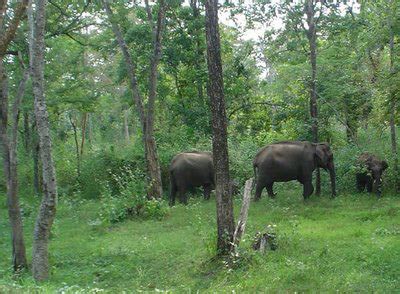 Mookambika Wildlife Sanctuary in Udupi, Karnataka | BangaloreOrbit.com