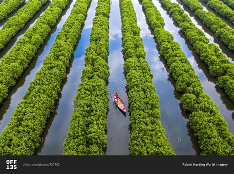 In the middle of mangroves forest, Quang Ngai, Vietnam, Indochina, Southeast Asia, Asia stock ...