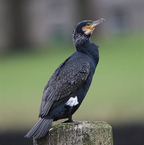 Murfs Wildlife : Great Cormorant