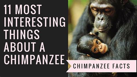 Interesting Chimpanzee Facts | 11 Things That You Probably Don't Know ...