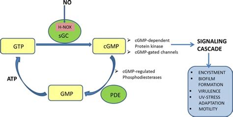 Schematic representation of synthesis, degradation, and function of... | Download Scientific Diagram