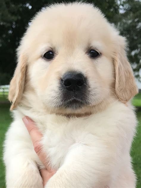 Golden Retriever Puppies For Sale | Pottstown, PA #283375