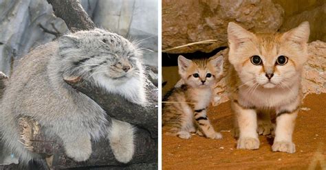 10+ Rare Wild Cat Species You Probably Didn’t Know Exist