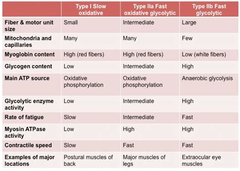 Muscle Fiber Types Chart