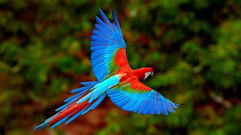 Flying Parrot Freedom 4K Wallpaper | 3840x2160 resolution wallpaper