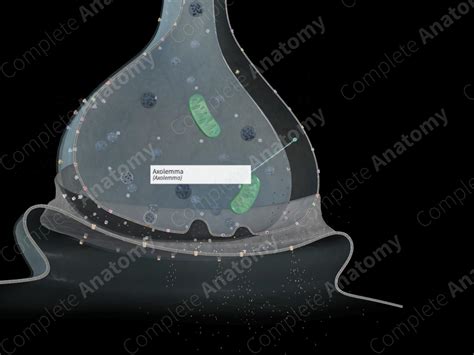 Axolemma | Complete Anatomy