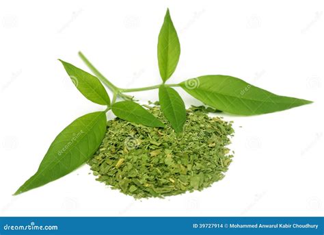 Vitex Negundo or Medicinal Nishinda Leaves Stock Photo - Image of blooming, medicine: 39727914