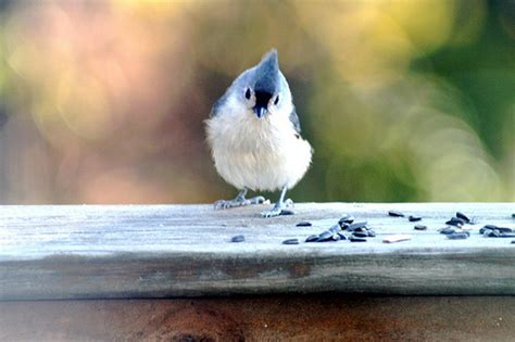 Baby Blue Jay by mspatsy - VIEWBUG.com