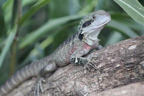 Australian Water Dragon Other Lizard by See More Exotics LLC - MorphMarket