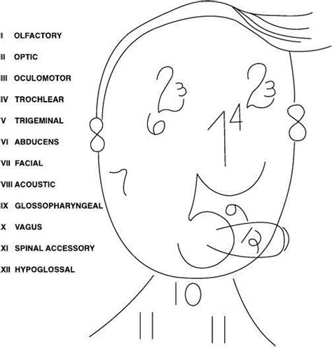 Cranial Nerves Mnemonic Cranial Nerves Mnemonic Medical Mnemonics | The Best Porn Website