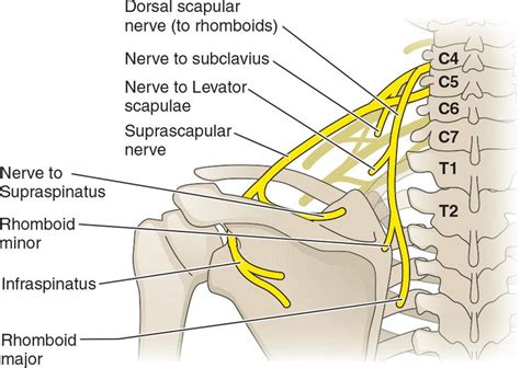 15 best Femoral Nerve Block images on Pinterest | Femoral nerve, Anatomy and Health