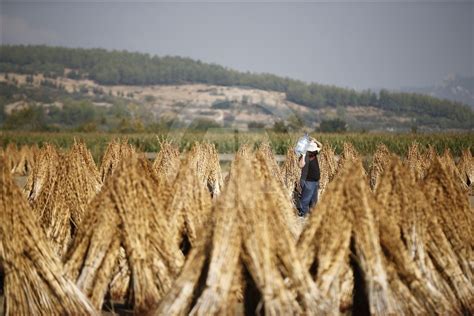 Harvesting of sesame seeds in Antalya - Anadolu Ajansı