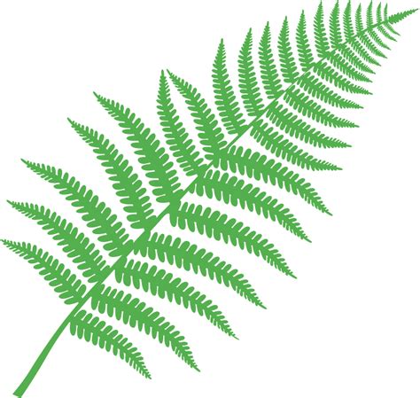 Fern Icon Transparent Background Fern Clipart Png Download Large ...