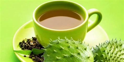 Soursop leaf tea for weight loss: pros and cons Legit.ng