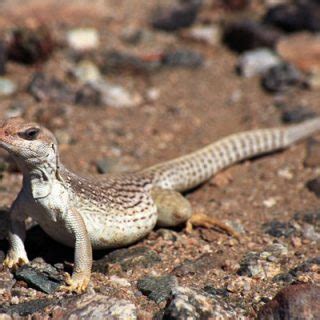 Desert Iguana Facts and Pictures